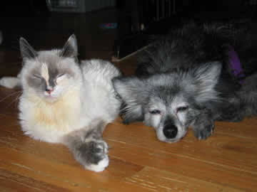 A little kitten lies side-by-side on the floor with a black dog